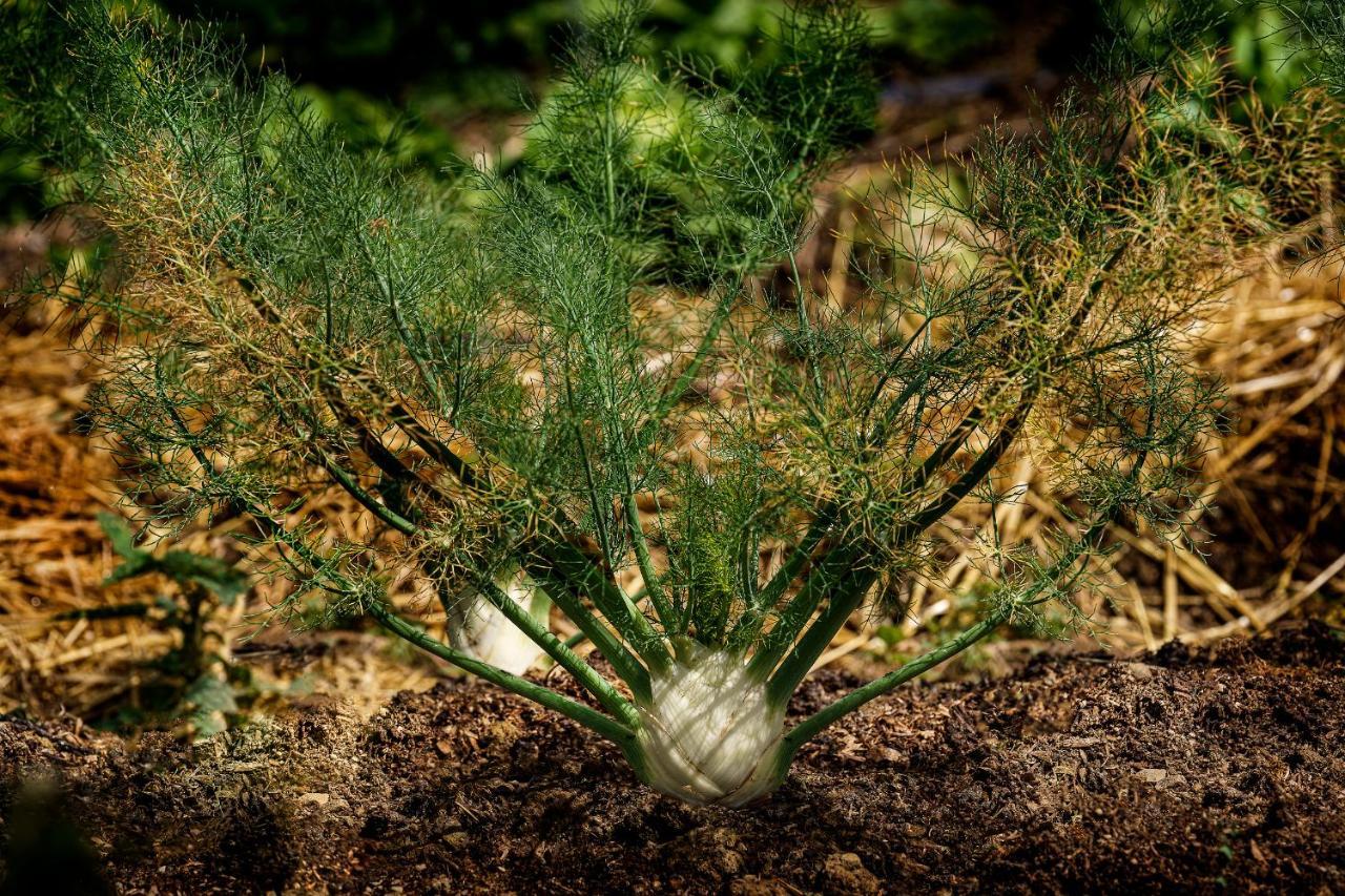 Agriturismo Biologico Autosufficienza بانيو دي رومانيا المظهر الخارجي الصورة