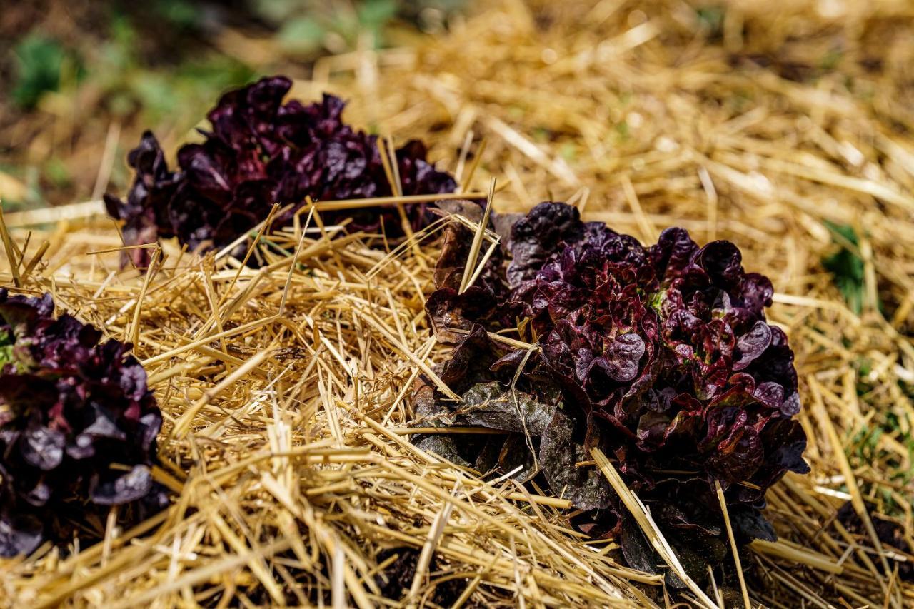 Agriturismo Biologico Autosufficienza بانيو دي رومانيا المظهر الخارجي الصورة